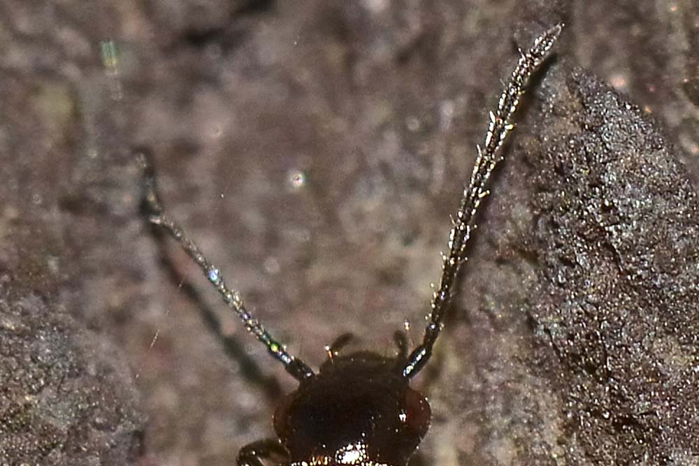 Syntomus sp? Apristus europaeus, Carabidae